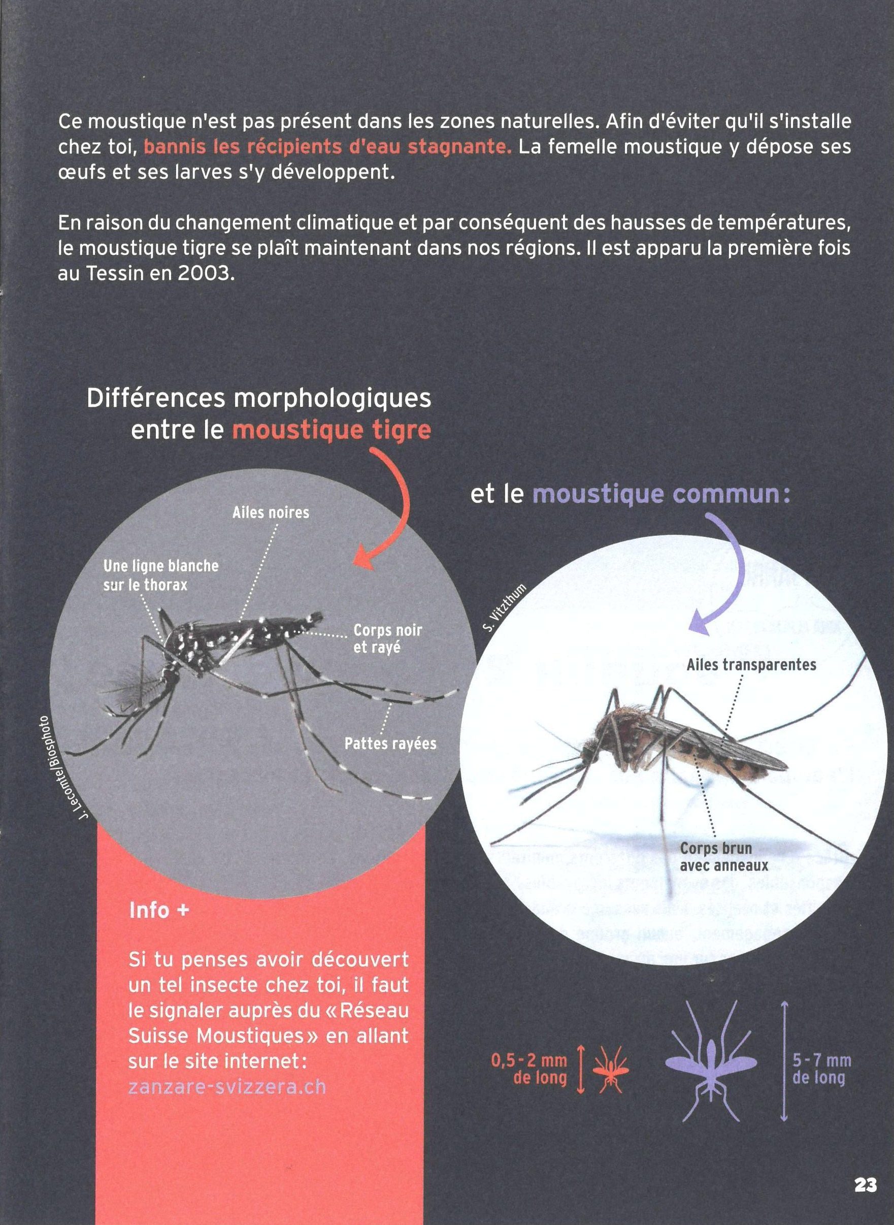 Moustique